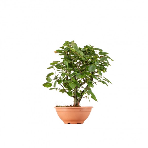 Carpinus betulus - B6266