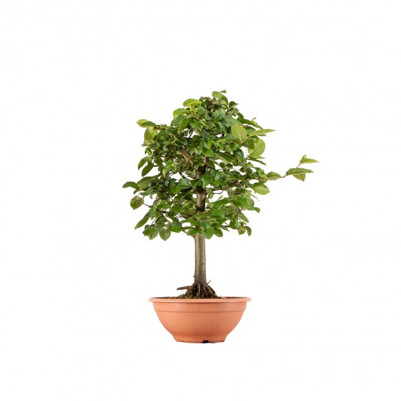 Carpinus betulus - B6267