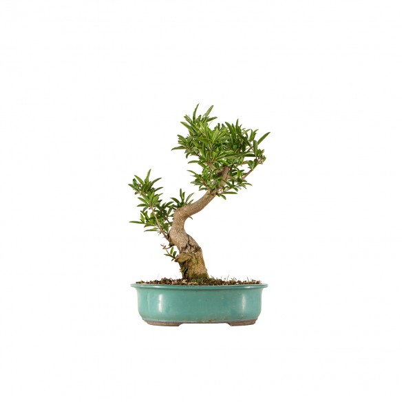 Punica granatum nejikan -...
