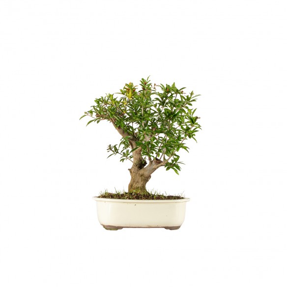 Punica granatum nejikan -...