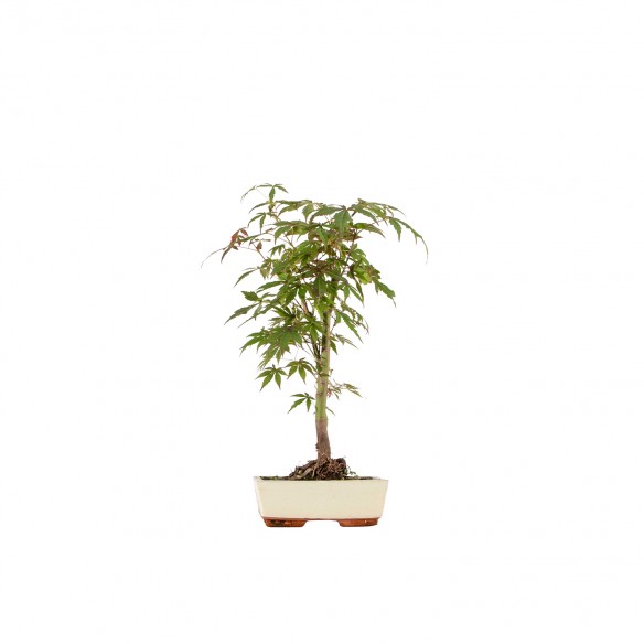 Acer palmatum atropurpureum...