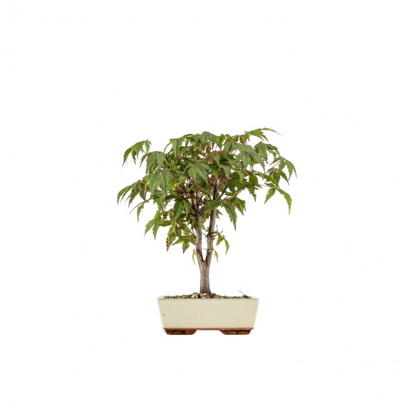 Acer palmatum atropurpureum...