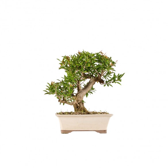 Punica granatum nejikan -...