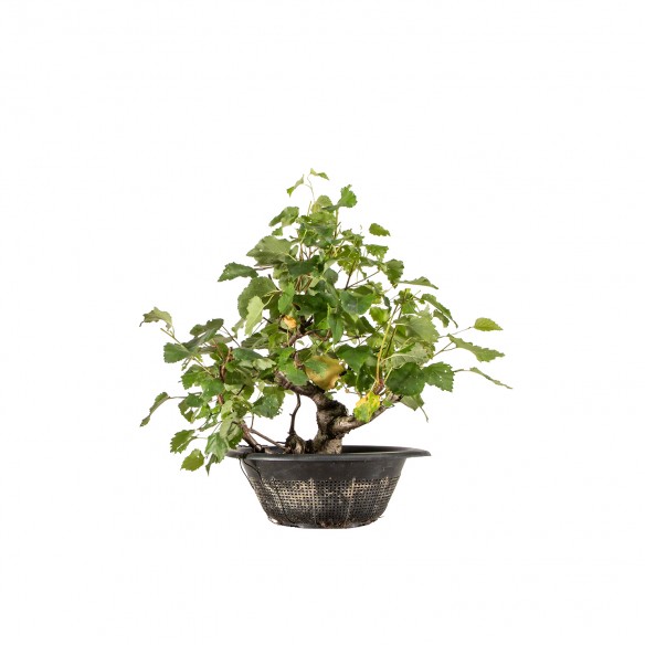 Betula spp. - B6281