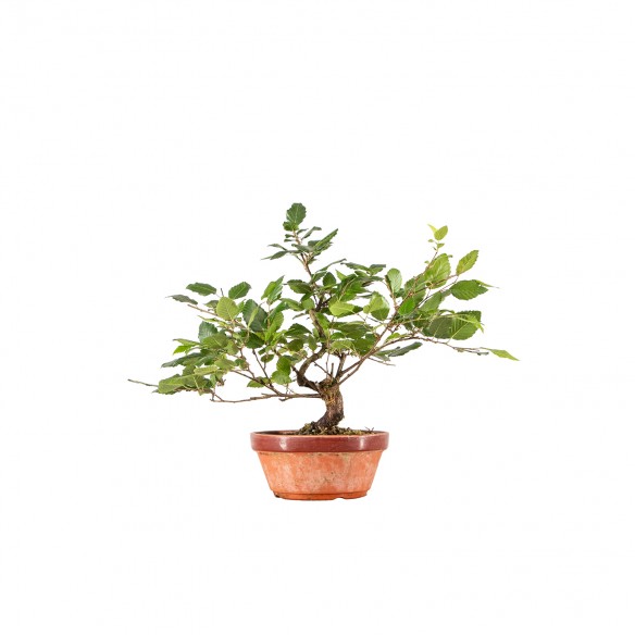 Carpinus turczaninowii - B6283