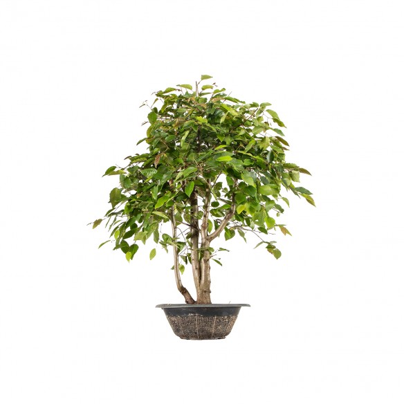 Carpinus japonica - B6284