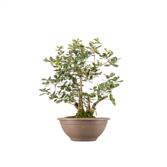 Quercus faginea - B6285