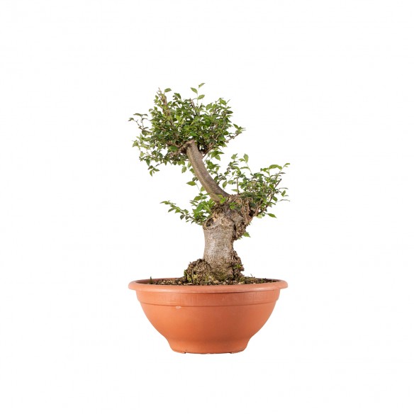 Ulmus minor - B6286