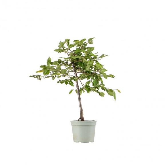 Carpinus japonica - B6287