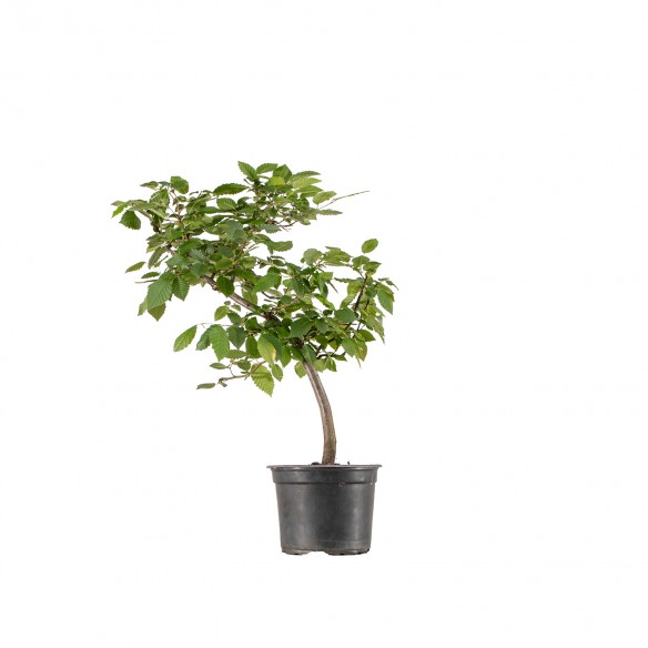 Carpinus betulus - B6288