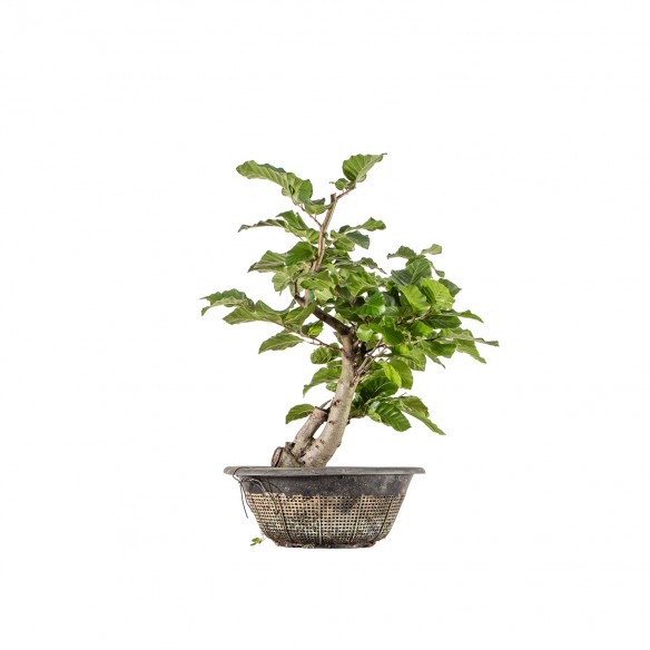 Fagus sylvatica - B6289