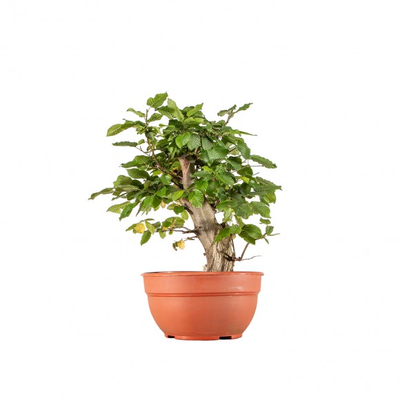 Carpinus betulus - B6290