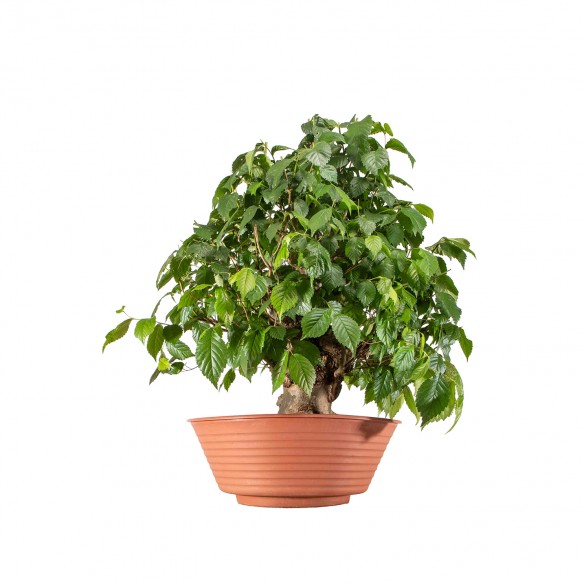 Ulmus minor - B6292