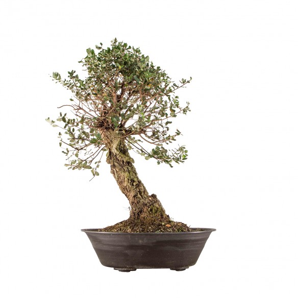 Quercus suber - B6295