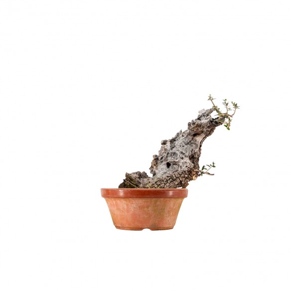 Olea europea sylvestris -...