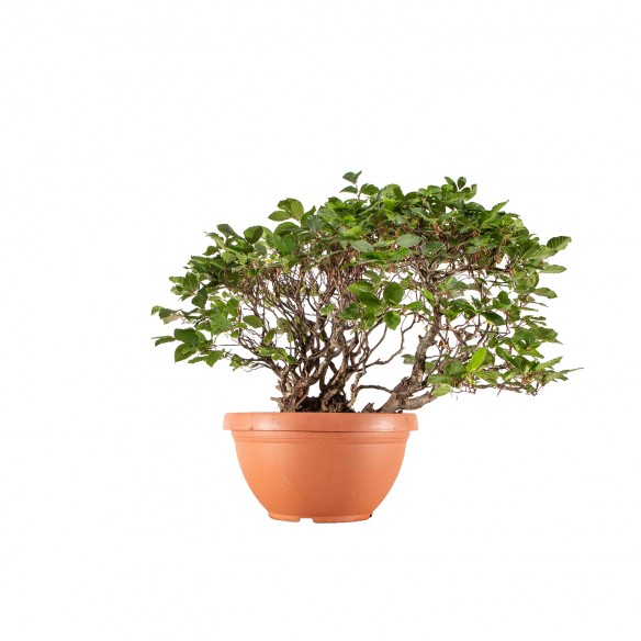Fagus sylvatica - B6297