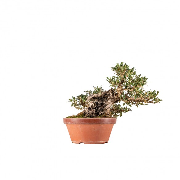 Olea europea - B6301