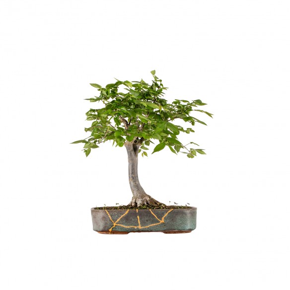 Zelkova serrata - B6302