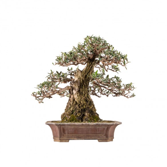 Olea europea - B6303