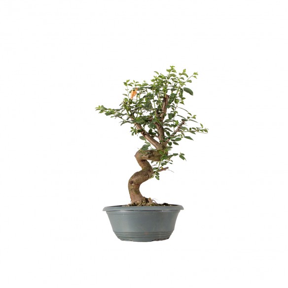 Prunus cerasifera - B6309