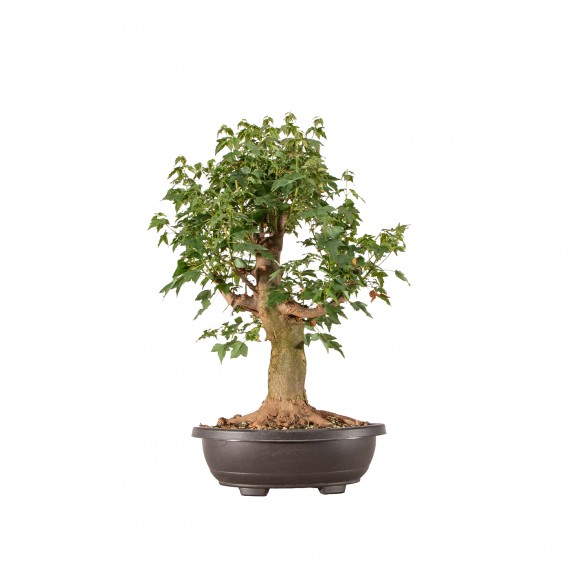Acer buergerianum - B6313