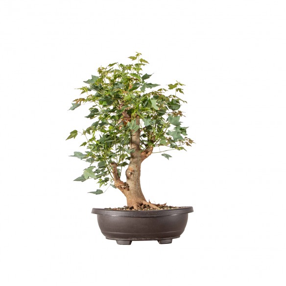 Acer buergerianum - B6314