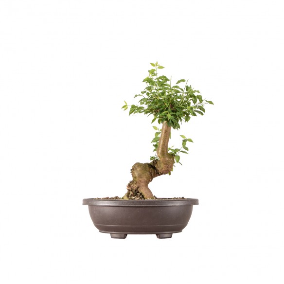 Prunus cerasifera - B6318