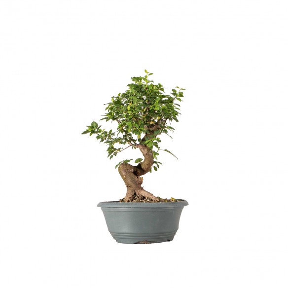 Prunus cerasifera - B6321
