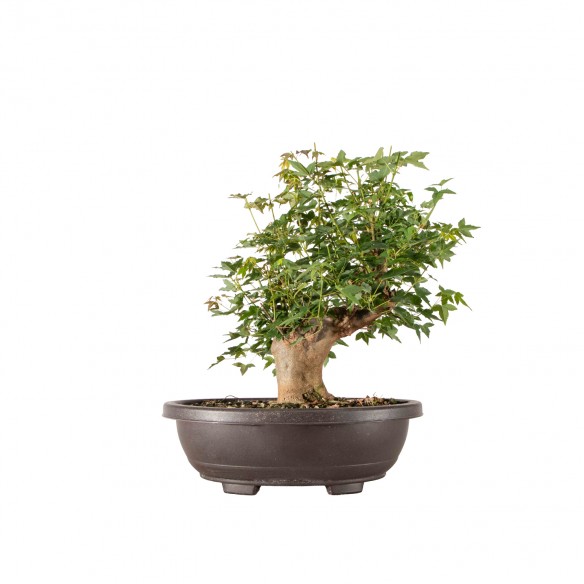 Acer buergerianum - B6322