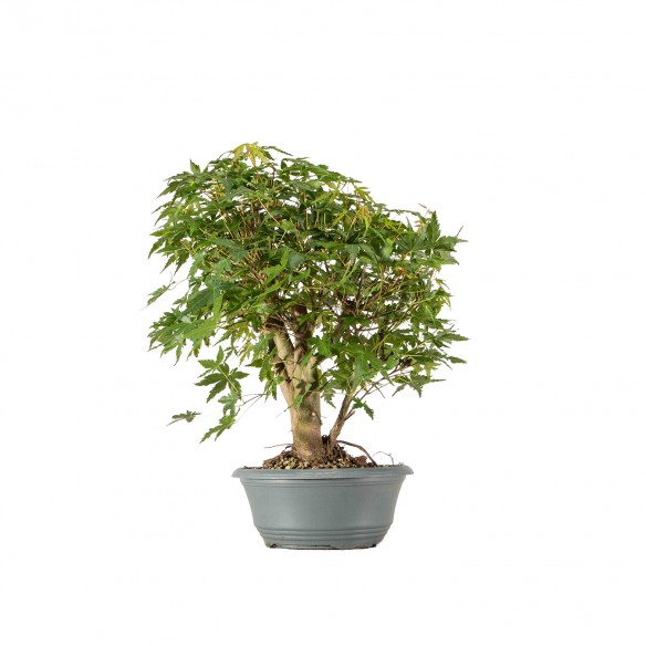 Acer palmatum yamamomiji -...