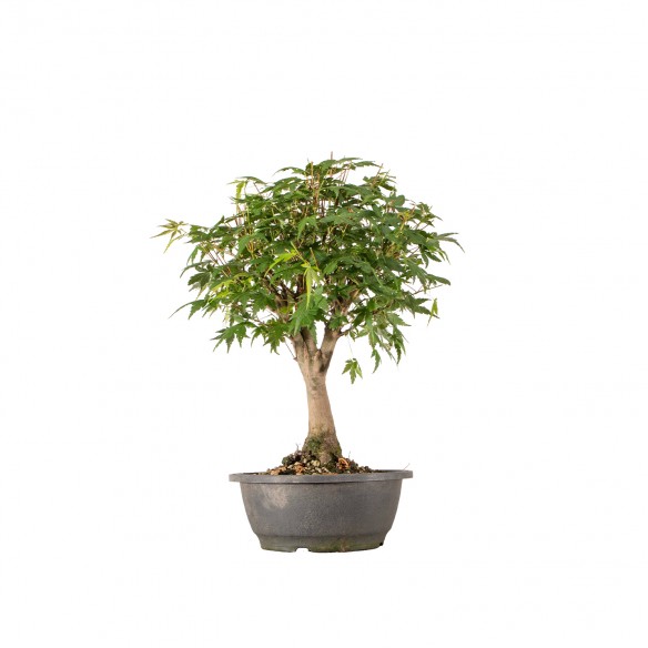 Acer palmatum - B6325