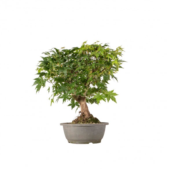 Acer palmatum - B6326