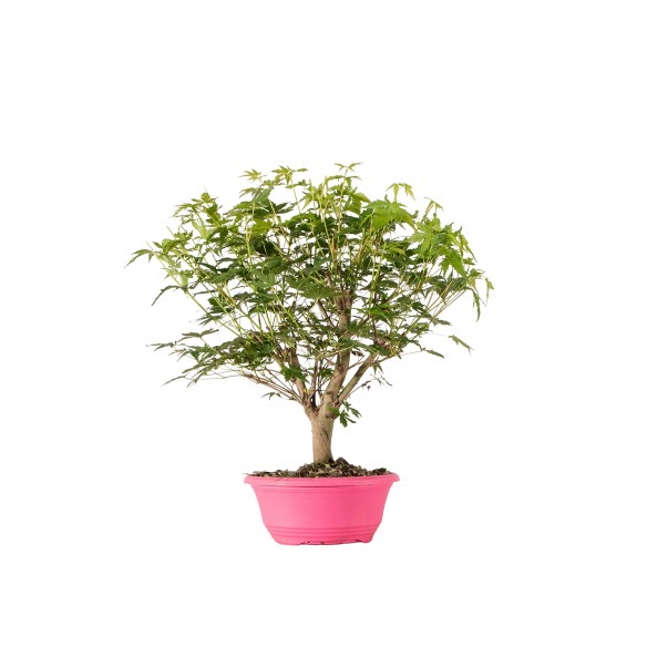 Acer palmatum yamamomiji -...
