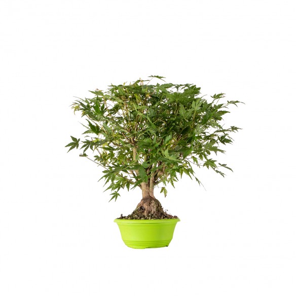 Acer palmatum yamamomiji -...