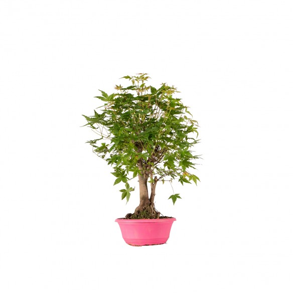 Acer palmatum yamamomiji -...