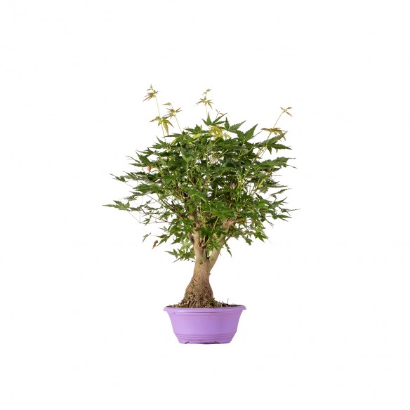 Acer palmatum yamamomiji -...
