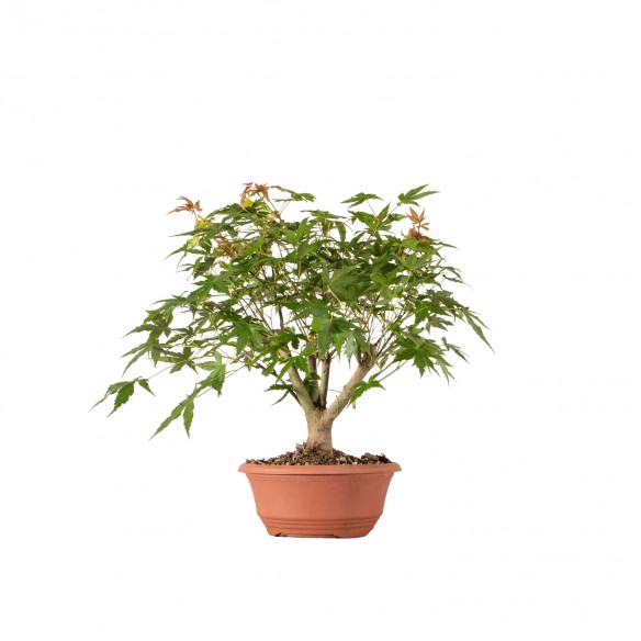 Acer palmatum yamamomiji -...