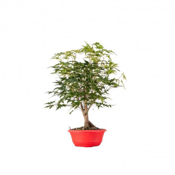 Acer palmatum yamamomiji -...