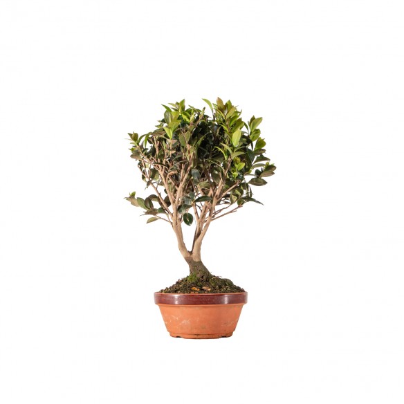 Camelia sasanqua - B6333