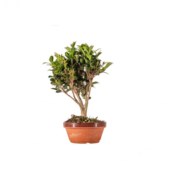 Camelia sasanqua - B6334