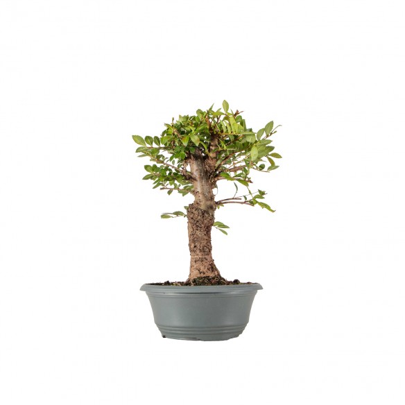Zelkova nire - B6335