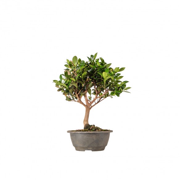 Camelia sasanqua - B6336