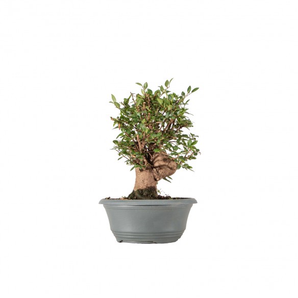 Ulmus parvifolia - B6337