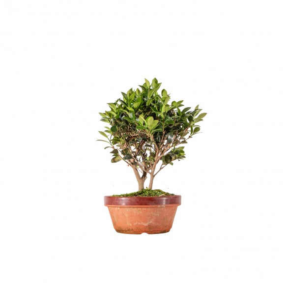 Camelia sasanqua - B6338