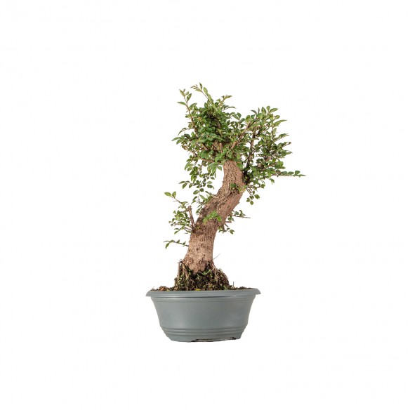 Ulmus parvifolia - B6339