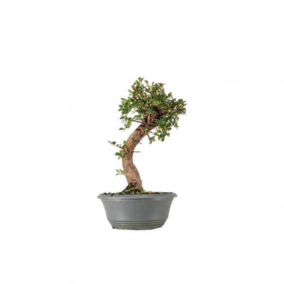 Ulmus parvifolia - B6340