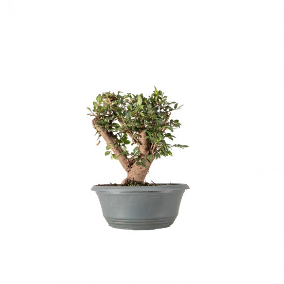 Ulmus parvifolia - B6341