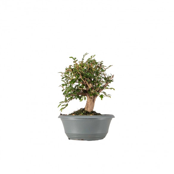 Ulmus parvifolia - B6342