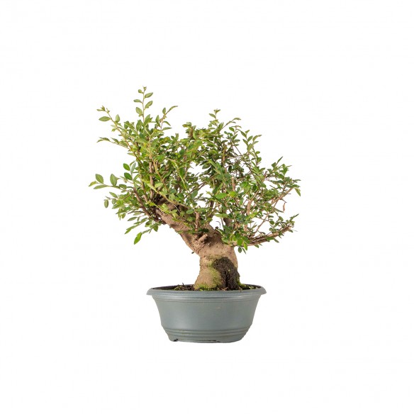 Ulmus parvifolia - B6343