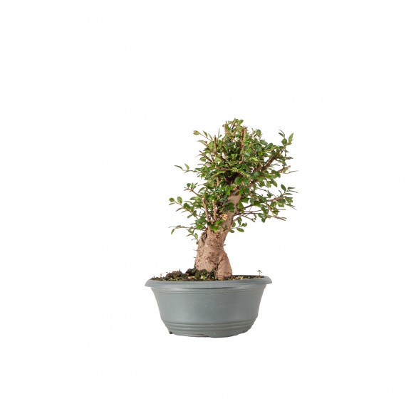 Ulmus parvifolia - B6345